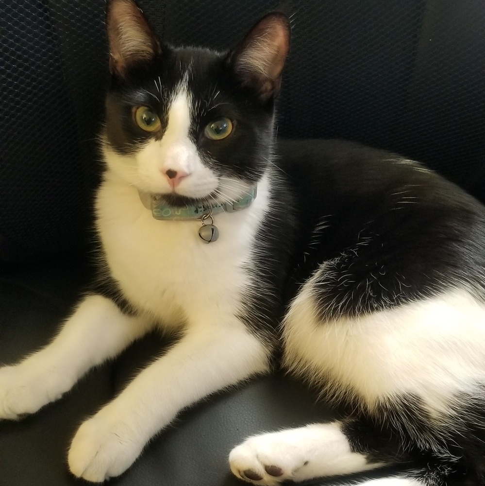 Meet your Posher, Gege